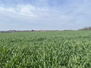 Teren generos de vanzare  in Branesti