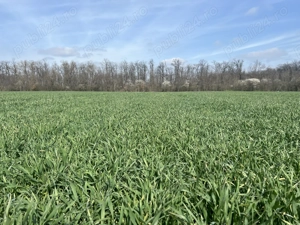 Teren generos de vanzare  in Branesti - imagine 3 Teren generos de vanzare  in Branesti - imagine 3