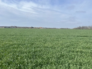 Teren generos de vanzare  in Branesti - imagine 2 Teren generos de vanzare  in Branesti - imagine 2