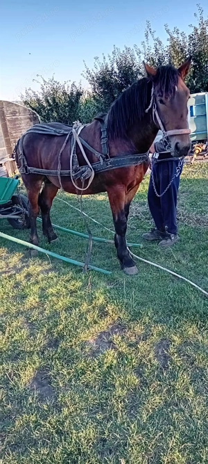 Vând manz  - imagine 2