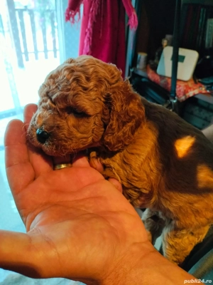 Pudal red mini toy de vinzare