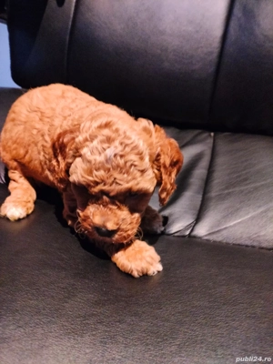 Pudal red mini toy de vinzare - imagine 4