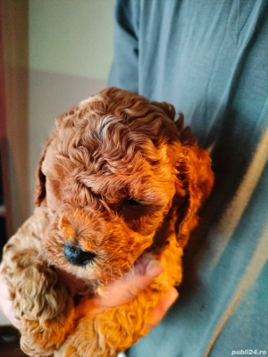 Pudal red mini toy de vinzare - imagine 5