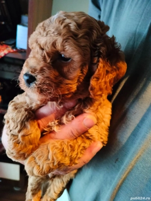 Pudal red mini toy de vinzare - imagine 3