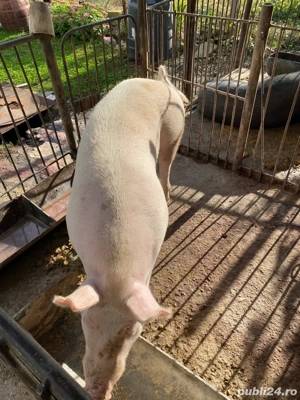 Porc de vanzare!!! aproximativ 150 kg!!! - imagine 4