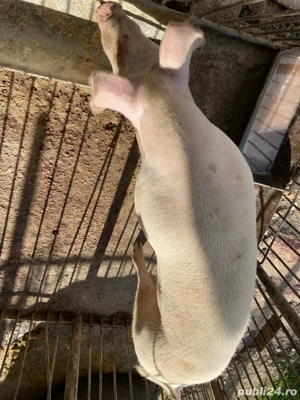 Porc de vanzare!!! aproximativ 150 kg!!! - imagine 5