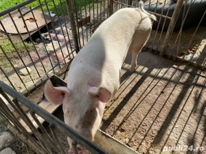 Porc de vanzare!!! aproximativ 150 kg!!!
