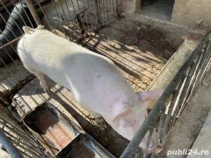 Porc de vanzare!!! aproximativ 150 kg!!! - imagine 2