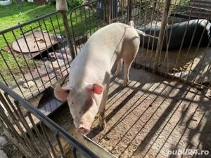 Porc de vanzare!!! aproximativ 150 kg!!! - imagine 3
