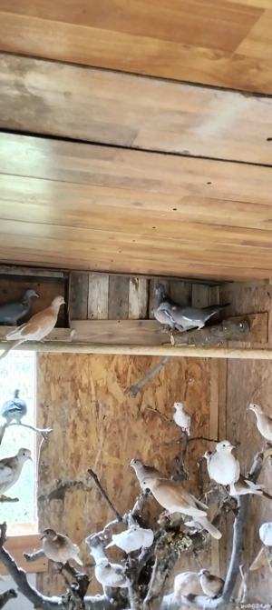 Porumbei sălbatici și turturele  - imagine 3