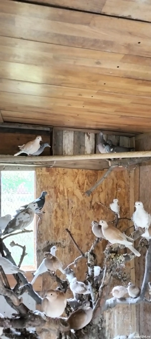 Porumbei sălbatici și turturele  - imagine 5