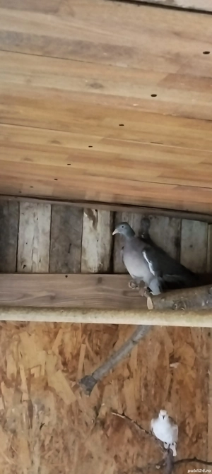 Porumbei sălbatici și turturele  - imagine 2