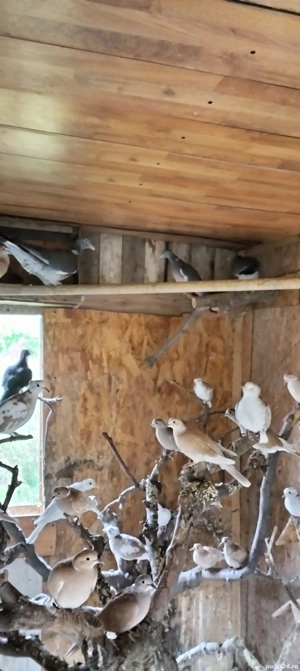 Porumbei sălbatici și turturele  - imagine 4