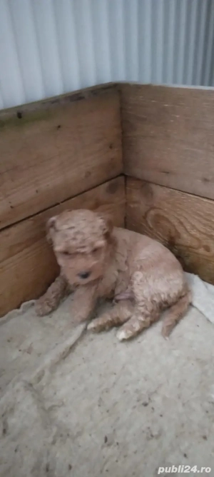 Pudal mini toy Roscat 