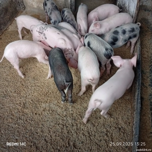 Vând purcelușii  - imagine 2