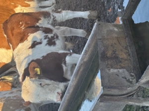 Vând 3 vitei peste 200 kg 