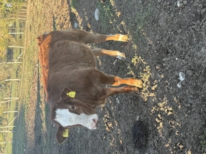 Vând 3 vitei peste 200 kg  - imagine 2 Vând 3 vitei peste 200 kg  - imagine 2