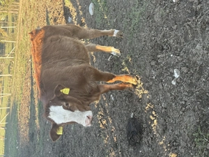 Vând 3 vitei peste 200 kg  - imagine 3 Vând 3 vitei peste 200 kg  - imagine 3