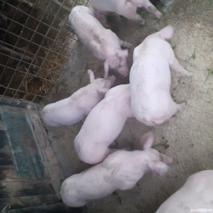De vânzare purcei rasa Landrace tatăl,Pietrean mama tatăl ,mama Pietrean vîrsta 2 luni 