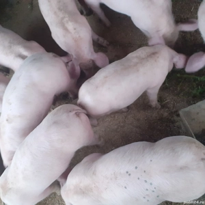 De vânzare purcei rasa Landrace tatăl,Pietrean mama tatăl ,mama Pietrean vîrsta 2 luni  - imagine 2