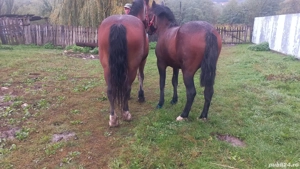 iapa 3ani manza 1.4 ani - imagine 2