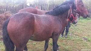 iapa 3ani manza 1.4 ani - imagine 3