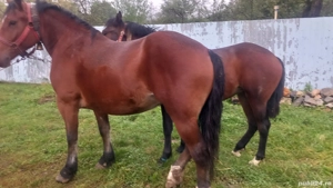 iapa 3ani manza 1.4 ani - imagine 4