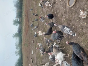 Cauta alta casa pui gaina,bibilici curci 2025an