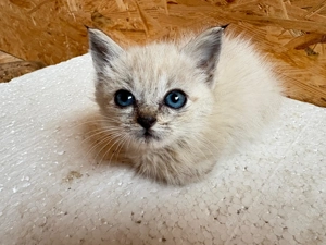 Pisică Ragdoll pui - imagine 2