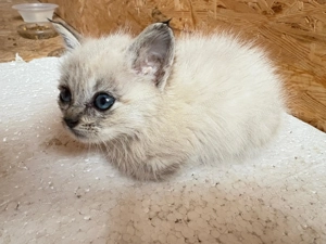 Pisică Ragdoll pui - imagine 4