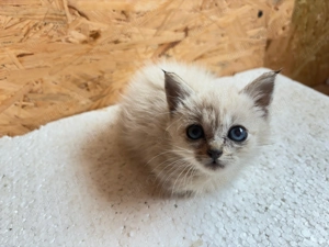 Pisică Ragdoll pui - imagine 3