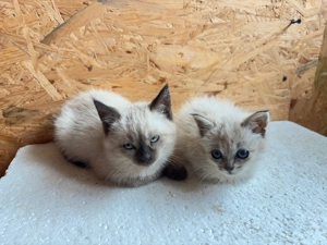 Pisică Ragdoll pui - imagine 5