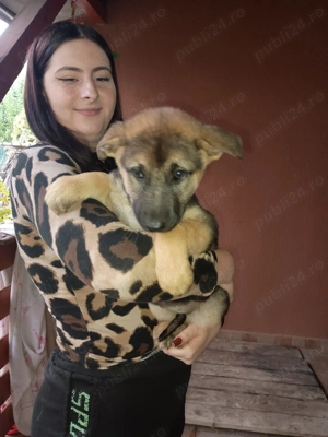 Vând cățelușă  Ciobanesc german 