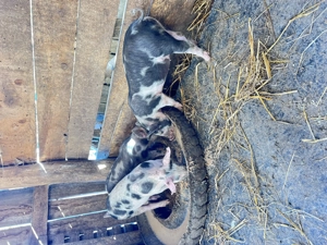 Vând 3 femele ,rasa pietrain  - imagine 3 Vând 3 femele ,rasa pietrain  - imagine 3