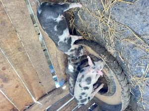 Vând 3 femele ,rasa pietrain  - imagine 2 Vând 3 femele ,rasa pietrain  - imagine 2