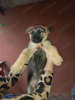 Vând pui ciobanesc german 