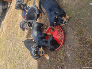 cățelușii dragalasi