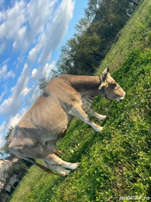 Vand vaca frumoasa - imagine 4