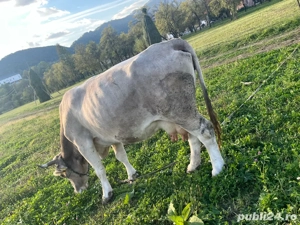 Vand vaca frumoasa - imagine 3