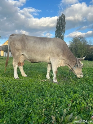 Vand vaca frumoasa - imagine 5