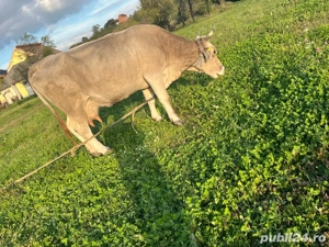 Vand vaca frumoasa - imagine 2