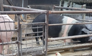 Porcii de carne - imagine 4