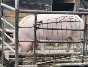 Porcii de carne - imagine 2