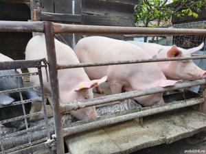 Porcii de carne - imagine 3