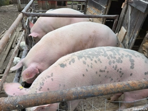 Porcii de carne - imagine 5