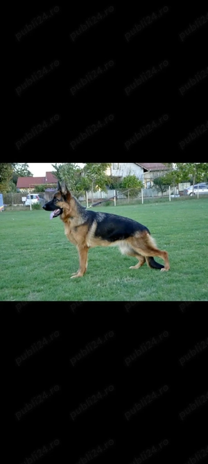 Catei Ciobanesc German din părinti campioni  - imagine 4