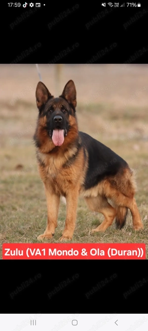 Catei Ciobanesc German din părinti campioni 