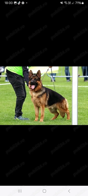 Catei Ciobanesc German din părinti campioni  - imagine 2