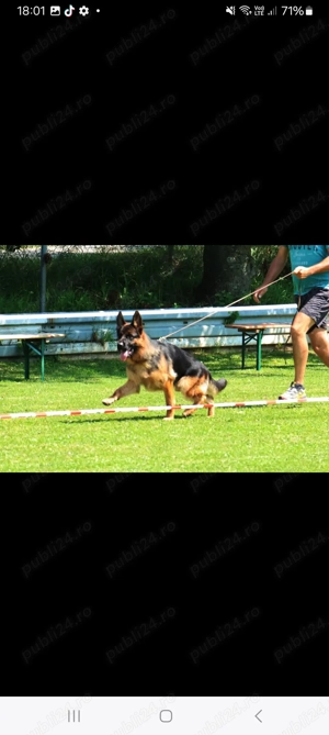 Catei Ciobanesc German din părinti campioni  - imagine 5