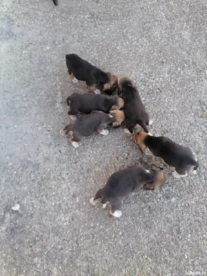 Beagle de vânzare  - imagine 2 Beagle de vânzare  - imagine 2